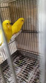 Coppia cocorite