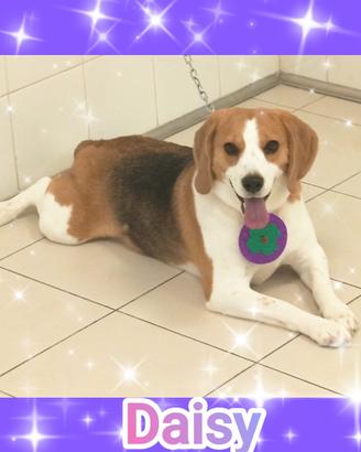 Beagle