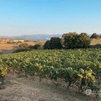 Berchidda - Terreno agricolo con vigna impiantata