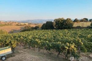 Berchidda - Terreno agricolo con vigna impiantata