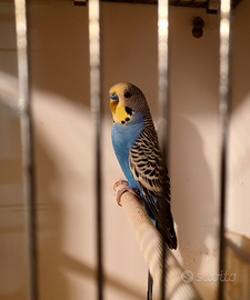 Cocorite ondulati di colore