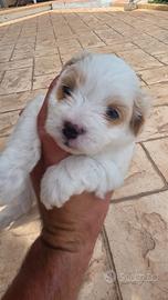 Maltese