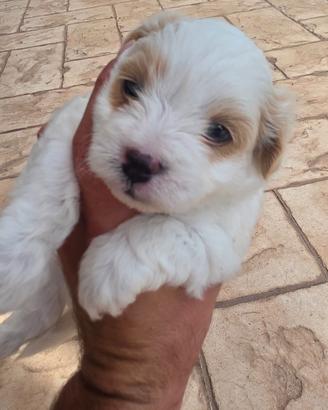 Maltese