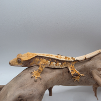 Geco Ciliatus Tricolor