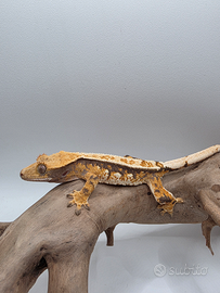 Geco Ciliatus Tricolor