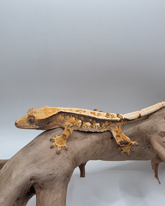 Geco Ciliatus Tricolor