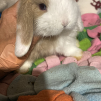 Cuccioli minilop varie colorazioni