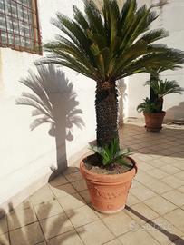 cycas revoluta con bulbi già pronti 