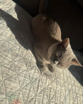 Gattina british Shorthair