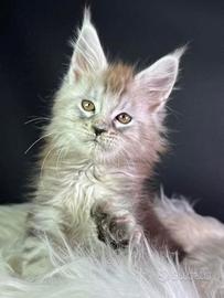 Maine coon con pedigree