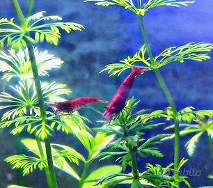 Neocaridine Red Fire