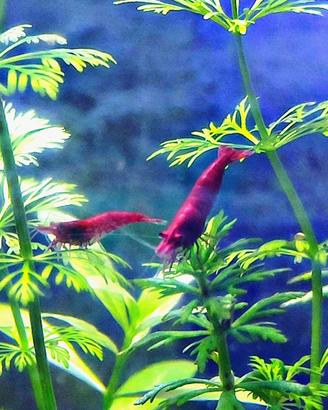 Neocaridine Red Fire