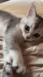 Cuccioli di British shorthair
