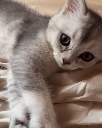 Cuccioli di British shorthair