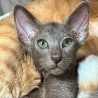 Raro Cucciolo di razza Peterbald