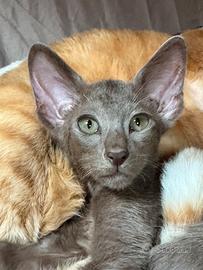 Raro Cucciolo di razza Peterbald