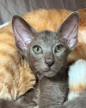 Rari Cuccioli di razza Peterbald