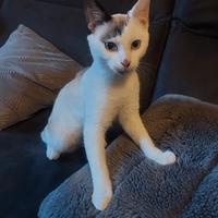 Gattino in adozione a Bologna