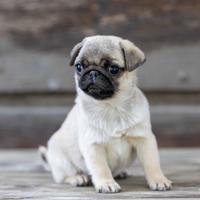 Carlino- cucciolo Allevamento ENCI-FCI