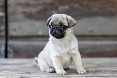 Carlino- cucciolo Allevamento ENCI-FCI