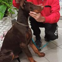 Dobermann