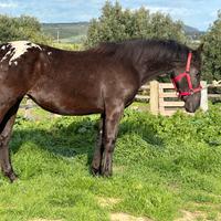 Cavalli appaloosa femmina