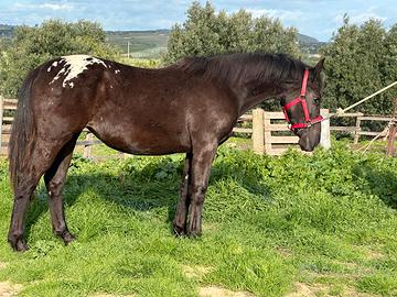 Cavalli appaloosa femmina