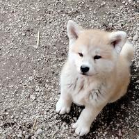 Akita Inu