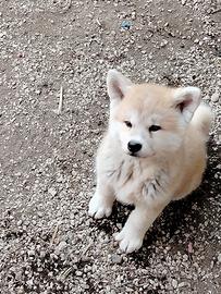 Akita Inu
