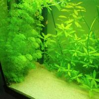 lotto piante acquario