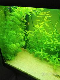 lotto piante acquario