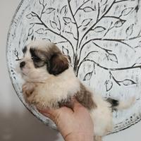 Cuccioli di schizu mini