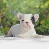 Bulldog francese bianco occhio merle femmina