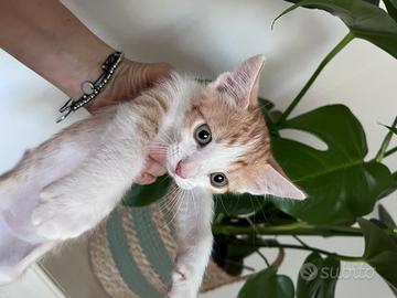 Cuccioli cer cano casa