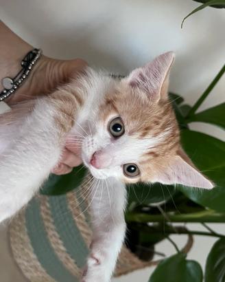 Cuccioli cer cano casa