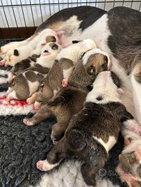 Bulldog Inglese cuccioli disponibili