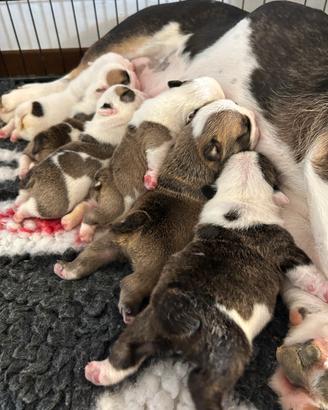 Bulldog Inglese cuccioli disponibili
