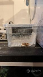 Cucciolo Geco Ciliatus