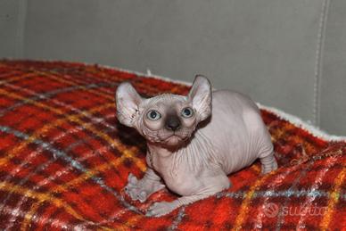 Cuccioli Sphinx ,Elf