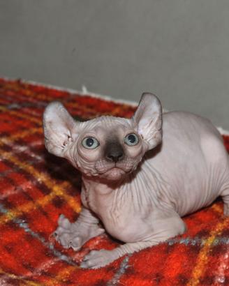 Cuccioli Sphinx ,Elf