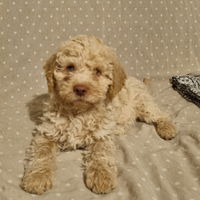 Cuccioli Lagotto Romagnolo