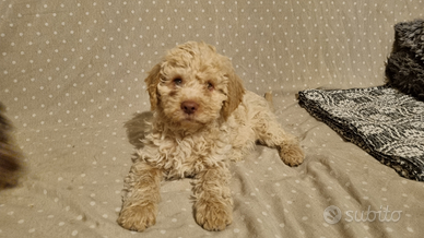 Cuccioli Lagotto Romagnolo