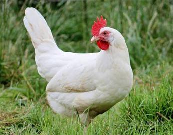 Galline ovaiole rosse (Isa Brown) e livornesi