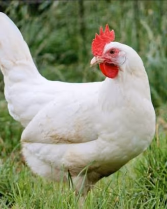 Galline ovaiole rosse (Isa Brown) e livornesi