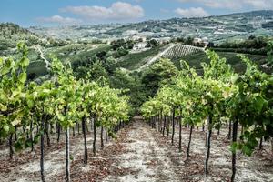 Terreno edificabile e agricolo