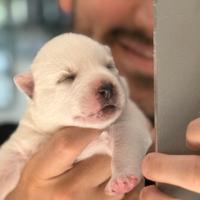 Cuccioli husky pedigree