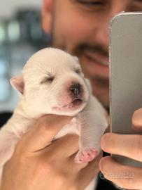 Cuccioli husky pedigree