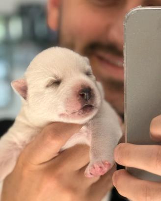 Cuccioli husky pedigree