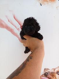 Barboncino Toy femmina