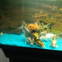 Acquario completo Carpe Koi